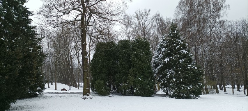Pod śnieżną pierzynką Park Kościuszki potrafi zachwycić....