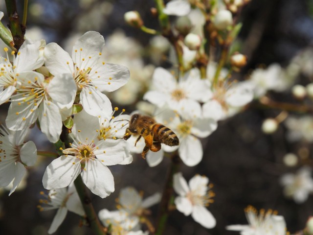 Wystawa w Ogrodzie Botanicznym ma zwrócić uwagę na znaczenie pszczół dla przyrody oraz człowieka.