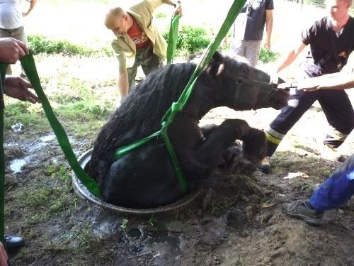 W akcji uwalniania konia zakleszczonego w studzience kanalizacyjnej uczestniczyło 12 ratowników.