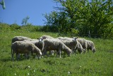 Powiat miechowski. Od 10 lat chronią krajobraz. Pomagają im w tym... owce