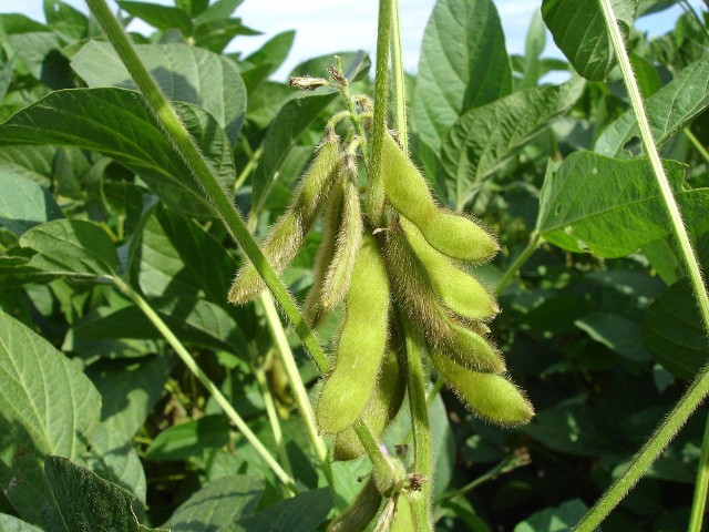 Soja pozostawia bardzo dobre stanowisko pod uprawę innych roślin w kolejnych sezonach.