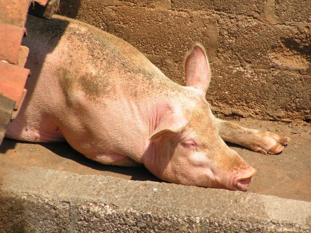 Sprawą pomoru świń zajmuje się prokurator.