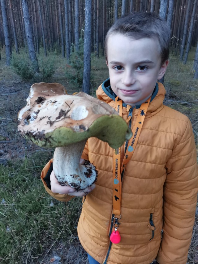 Na zdjęciu dorodny okaz znaleziony w okolicach Małogoszcza.