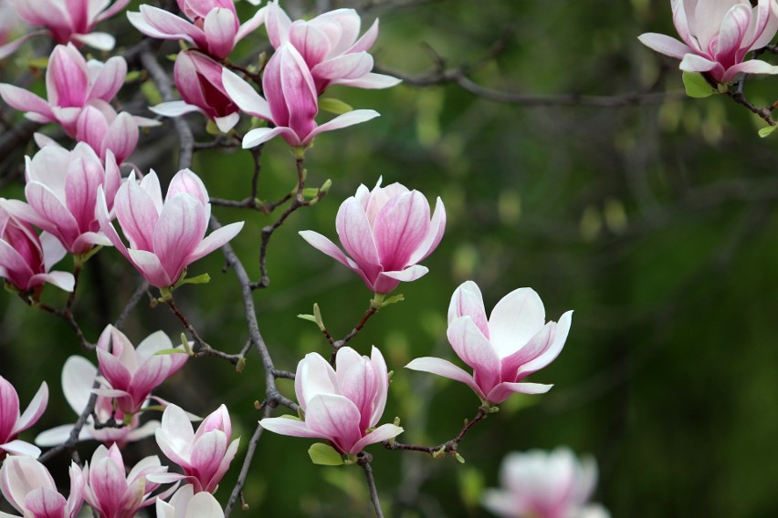 Kupując magnolię, najlepiej wybrać taką, która będzie miała...