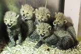 Niecodzienne narodziny w gdańskim zoo. Na świat przyszło pięć gepardów grzywiastych!