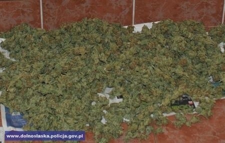 CBŚ walczy z narkotykami. Marihuana i amfetamina za 500 tys. zł na 2 plantacjach (ZDJĘCIA, FILM)