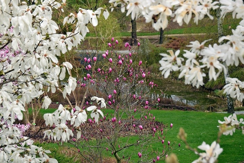 Arboretum w Wojsławicach - 15 kwietnia - pierwszy dzień...