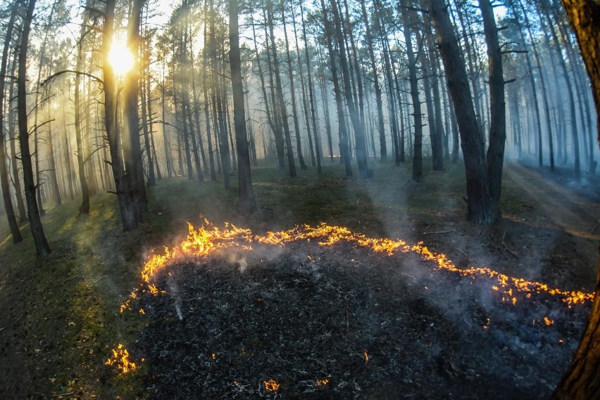 Przerażające zmiany klimatu w Polsce. Upały będą nie do...