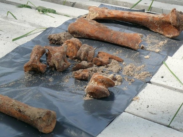 Znaleziono fragmenty ludzkich kości pochodzących prawdopodobnie z czasów II wojny światowej.