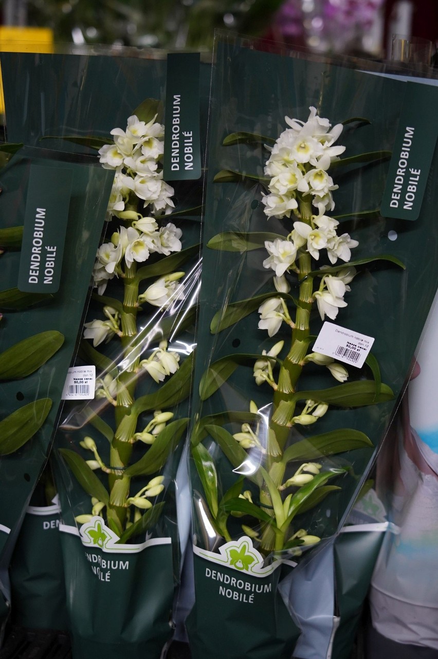 9. Dendrobium nobile - storczyk, który idealnie nadaje się dla początkujących hodowców - cena 50 złotych.