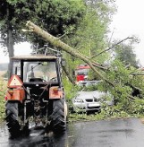 Wypadek w Głuponiach: Drzewa jesienią pójdą pod topór. Wycinkę planowano wcześniej...