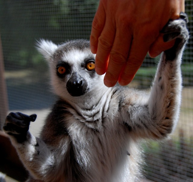 W bydgoskim Ogrodzie Zoologicznym mieszka kilka lemurów catta. Gatunek wypromowała postać króla Juliana z animowanego filmu „Madagaskar”.  W zoo lemury zajmują kilka wybiegów. Jedna z par, mieszka w specjalnym, wydzielonym pomieszczeniu (pawilon zimowiska) z balkonem. Królewska para nie boi się ludzi - zwłaszcza tych, którzy mają przy sobie przysmaki. Lemury z bydgoskiego zoo dałyby się pokroić za... rodzynki - zobaczcie sami! FLESZ - letnie upały, jak reagować w razie udaru słonecznego?