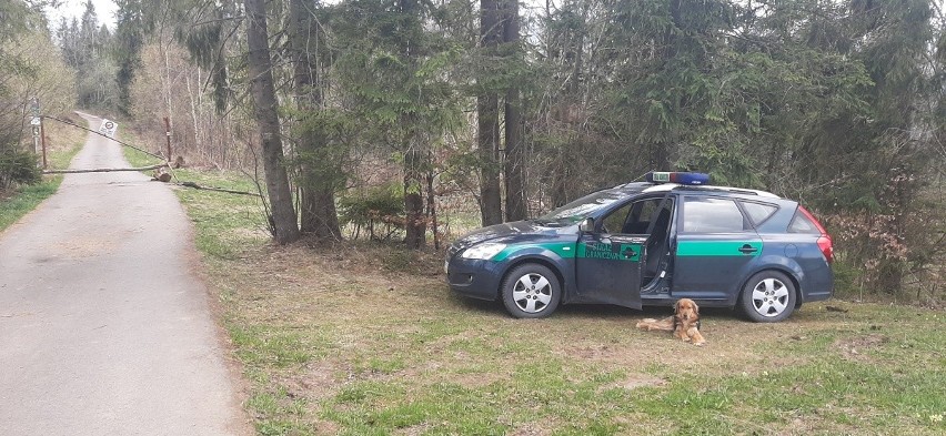 Tatry. Piesek, który strzegł polsko-słowackiej granicy teraz szuka nowego domu