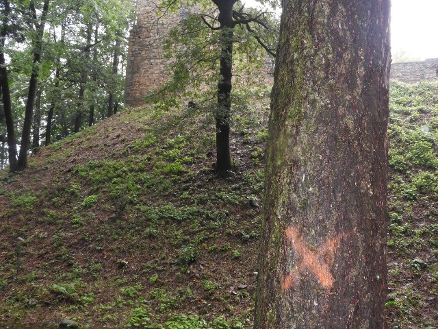 Na Górze Lanckorońskiej drzew oznaczonych jak do wycinki jest kilkanaście. Wójt przekonuje, że to nie jego ludzie namalowali te znaki