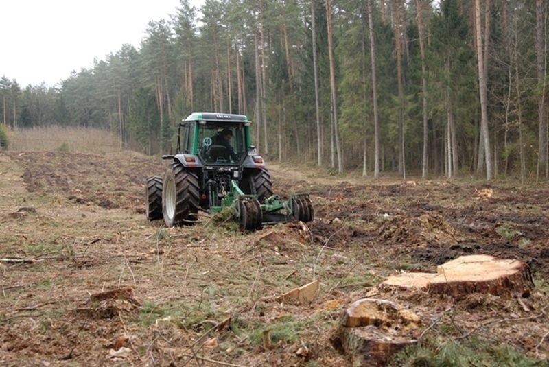 Odnowienia lasu w nadleśnictwach białostockiej dyrekcji Lasów Państwowych (zdjęcia)