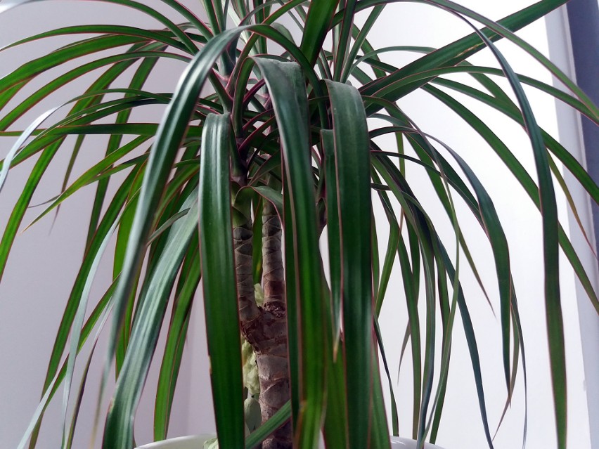 Dracena obrzeżona...