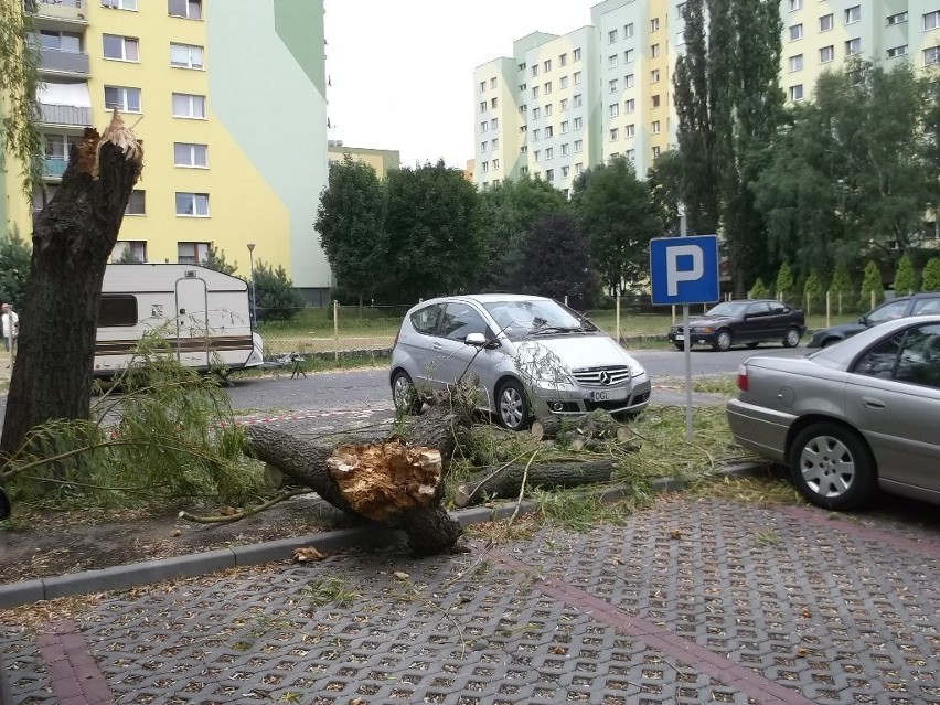 Wrocław: Drzewo przygniotło samochody na parkingu przy Rogowskiej (ZDJĘCIA)