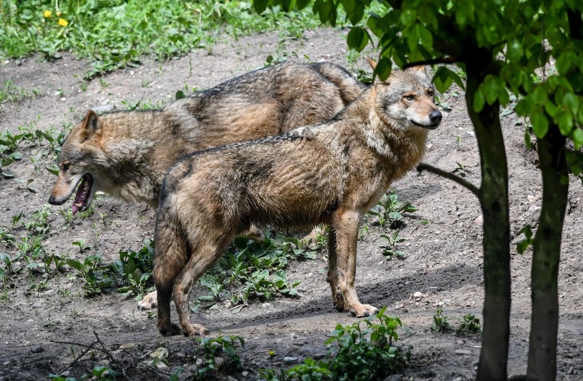 Wilki żyją w podpoznańskich lasach już kilka lat.