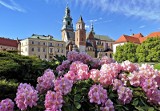 Kraków. Wawel pełen kwitnących kwiatów, wygląda jak z bajki [ZDJĘCIA]