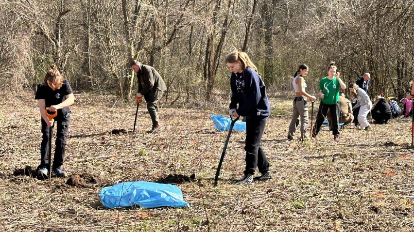 W pierwszy dzień wiosny w Lesie Zwierzynieckim w Tarnobrzegu młodzież zasadziła miododajne drzewa. Zobacz zdjęcia i wideo