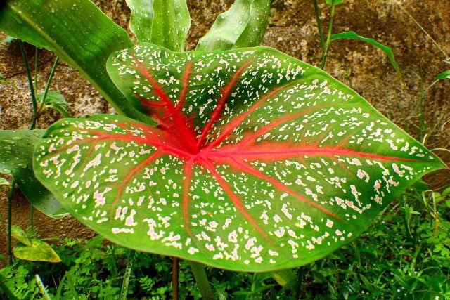 Niektóre rośliny mają liście o przepięknych wzorach i kolorach. Większość z nich będzie zdobić mieszkanie przez cały rok.