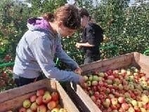 Trwa zbiór jabłek w sadach należących do Zespołu Szkół Centrum Kształcenia  Rolniczego w Sandomierzu. Więcej na kolejnych zdjęciach.