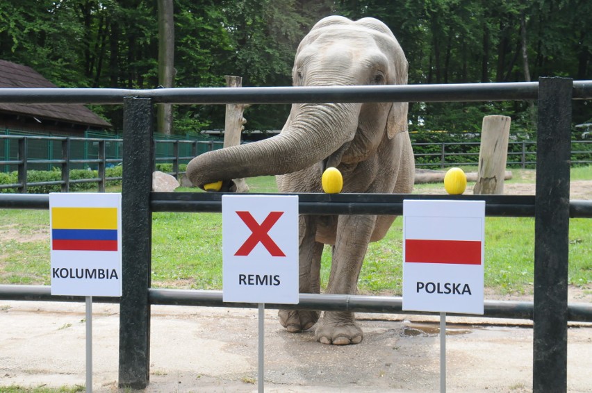 Mundial. Słonica z krakowskiego zoo odbiera złudzenia kibicom biało-czerwonych