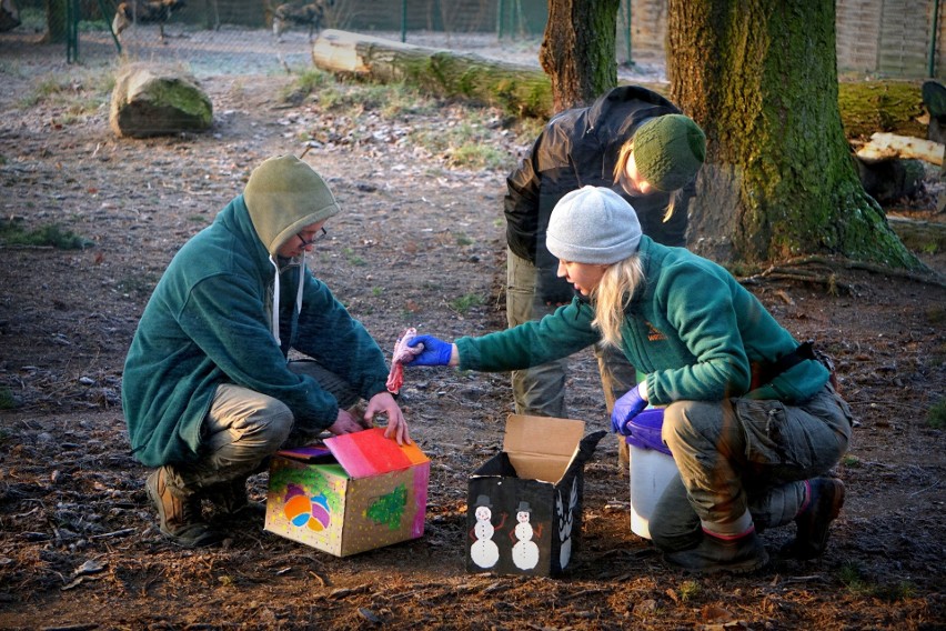 Gwiazdka we wrocławskim zoo. Zwierzęta dostały prezenty