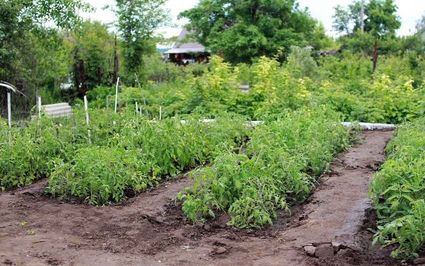 Jeśli chcemy, żeby nasz warzywny ogródek był w 100%...