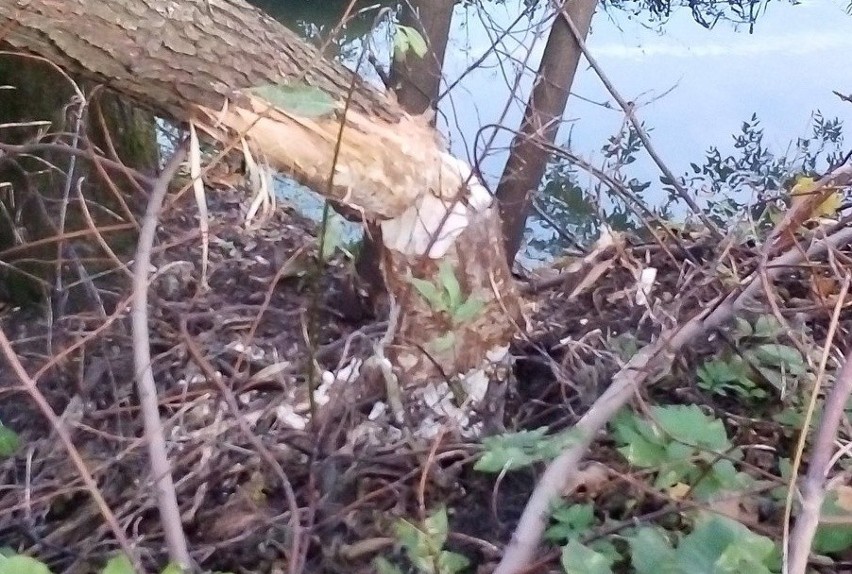 W Zdziechowicach Pierwszych drzewo runęło na chodnik i częściowo na drogę. Sprawcy zostali ustaleni! (ZDJĘCIA)