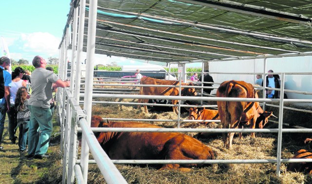 Żywe wystawy bydła i trzody chlewnej oraz drobnego inwentarza są od lat stałym elementem barzkowickich targów rolnych.