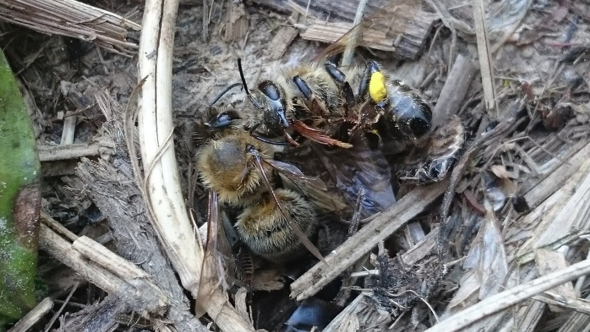 Śmierć 2,5 mln pszczół w pasiece Rafała Szeli w Chmielniku. Są wyniki badań Państwowego Instytutu Weterynaryjnego 