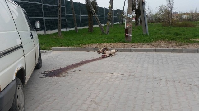Zwłoki psa leżały przez cały dzień w centrum Piekoszowa.