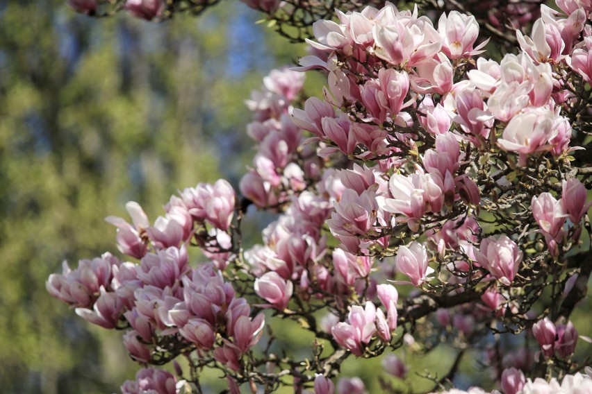 Kwitną magnolie w Arboretum w Kórniku.

Kolejne zdjęcie --->