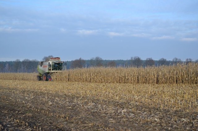 Na niektórych polach w Kujawsko-Pomorskiem nie udało się jeszcze zakończyć zbioru kukurydzy