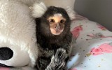 Animalsi z Oświęcimia szukają wsparcia i nowego domu dla Grzesia. To małpka marmozeta białoucha [ZDJĘCIA]