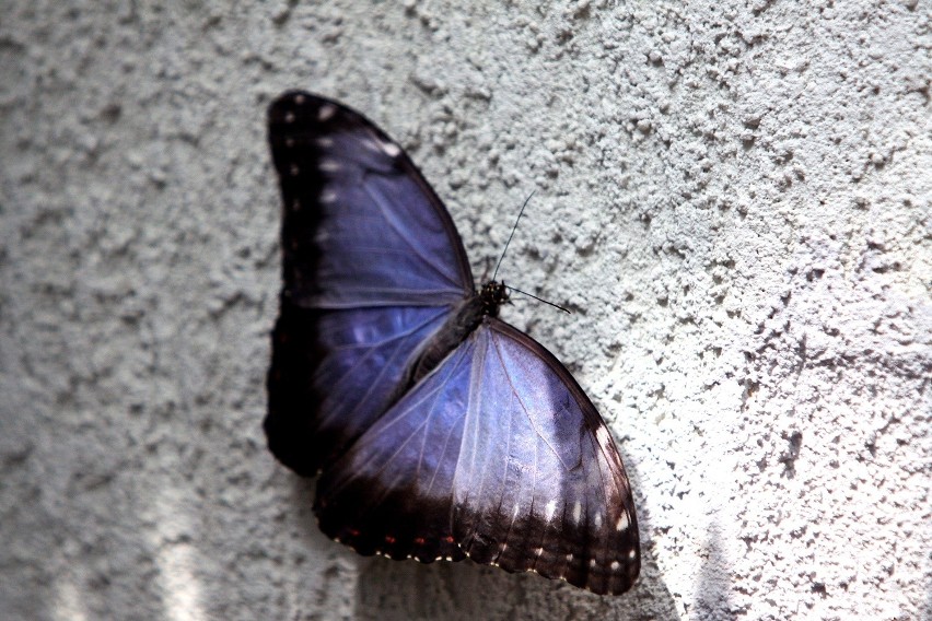 Wystawa motyli tropikalnych w łódzkiej Palmiarni [ZDJĘCIA+FILM]