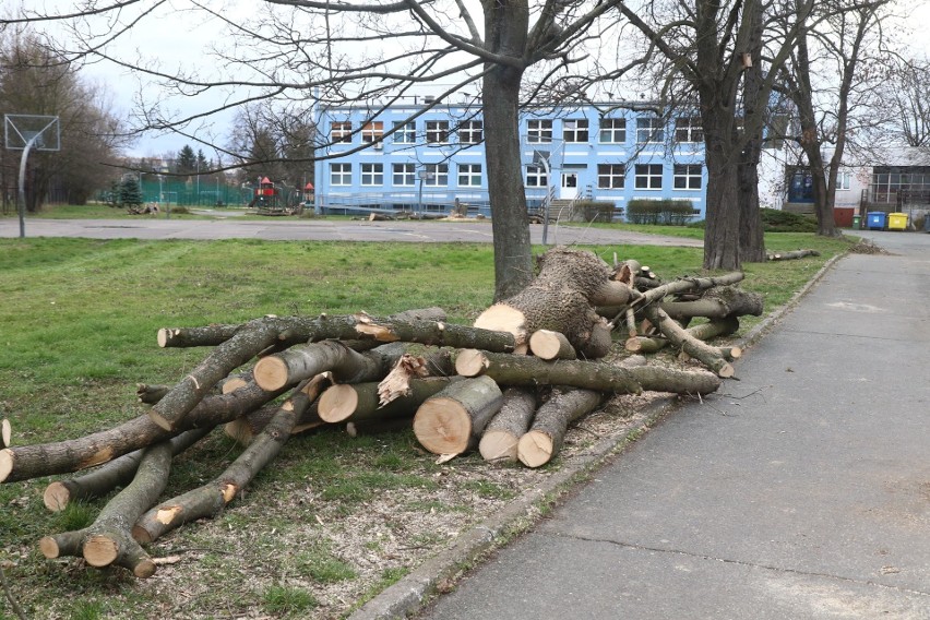 W szkole na Różance trwa wycinka drzew. Co się dzieje?