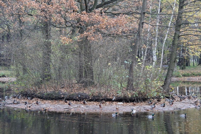 Tak wygląda park Zielona w jesiennych barwach