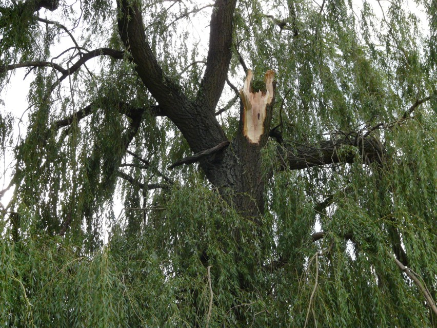 Nawałnica w Pabianicach i całym powiecie. Zerwany dach, drzewo na aucie