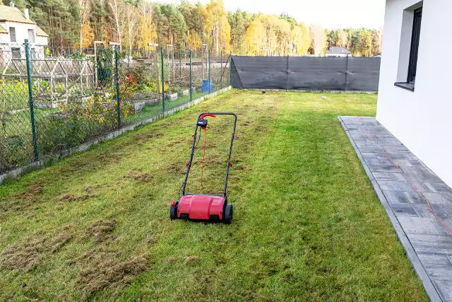 Wertykulacja polega na oczyszczeniu trawnika z warstwy obumarłych części roślin, czyli tzw. filcu (widoczny po lewej stronie).