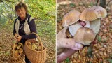 Kosze pełne pięknych i zdrowych grzybów. Takie okazy grzybów zbierają nasi Czytelnicy