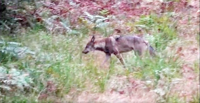 Wilki żyją w lasach Rud i Rybnika. &quot;Powr&oacute;t wilk&oacute;w jest sygnałem, że zniszczony w pożarze ekosystem się regeneruje&quot;.Zobacz kolejne zdjęcia. Przesuwaj zdjęcia w prawo - naciśnij strzałkę lub przycisk NASTĘPNE