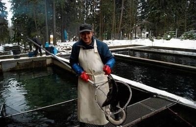 Pracownik gospodarstwa rybnego Andrzeja Sitarza łowi ryby, które trafią na wigilijne stoły FOT. TOMASZ MATEUSIAK