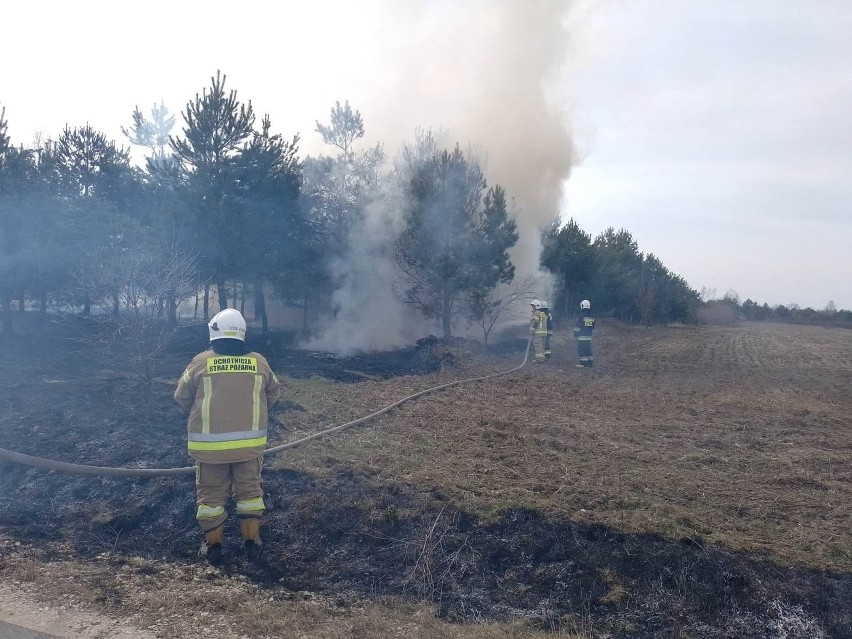 Rekord pożarów traw w regionie świętokrzyskim. W miniony weekend strażacy wyjeżdżali ponad 160 razy