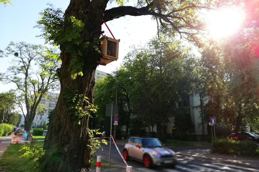 Rojnica została powieszona przy przejściu dla pieszych....