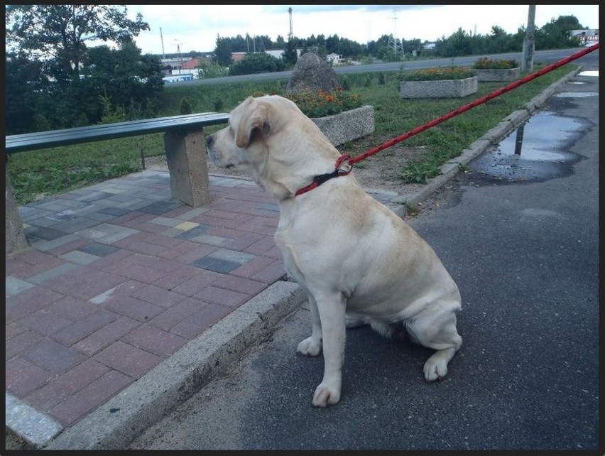 Pies odnaleziony w dniu 13.08.2013r. przy ul....