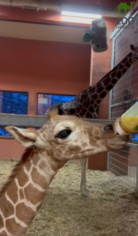 Narodziny żyrafy Lilo w chorzowskim zoo. Jest to druga...