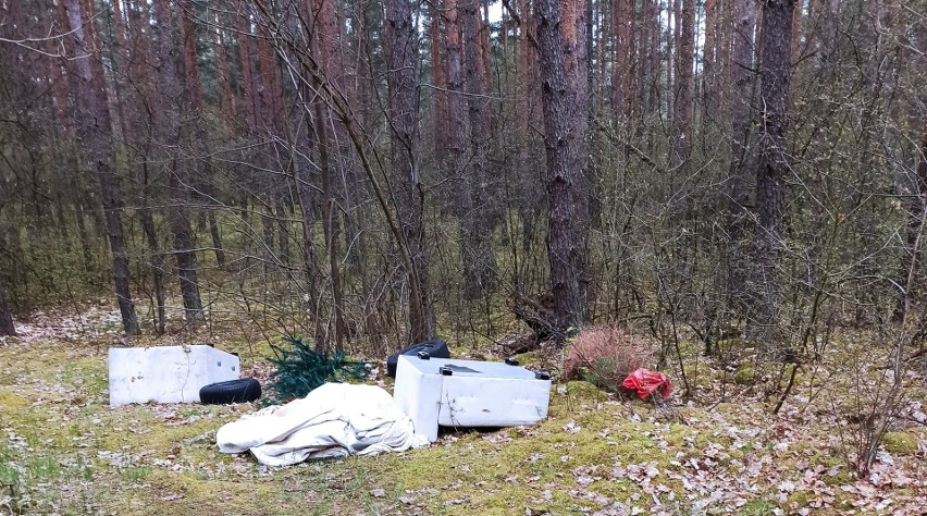 Śmieci w lesie w Żaganiu