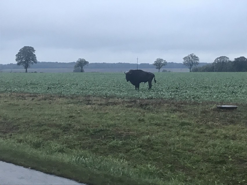 Żubra na polach między Strzelinem a Włynkówkiem. Zdjęcia od...